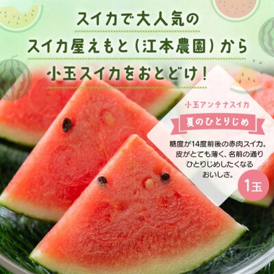 小玉スイカ 1玉 アンテナスイカ 【数量限定】 江本農園 夏 em-0028