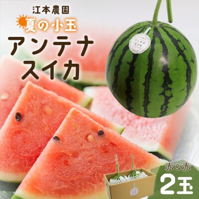 小玉スイカ  約4kg 糖度14度前後 2玉 西瓜 江本農園 【期間限定】 em-0031