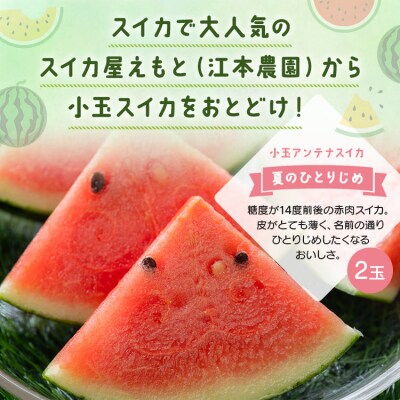【期間限定】【先行受付】スイカ 小玉 約4kg 糖度14度前後 2玉 西瓜 江本農園 em-0031