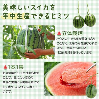 小玉スイカ  約4kg 糖度14度前後 2玉 西瓜 江本農園 【期間限定】 em-0031