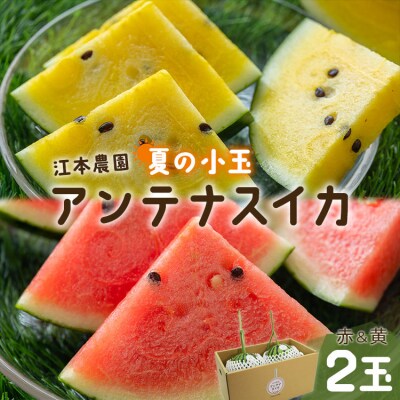 小玉スイカ 約4kg 糖度13～14前後 2玉  【期間限定】【7月発送】江本農園 em-0032