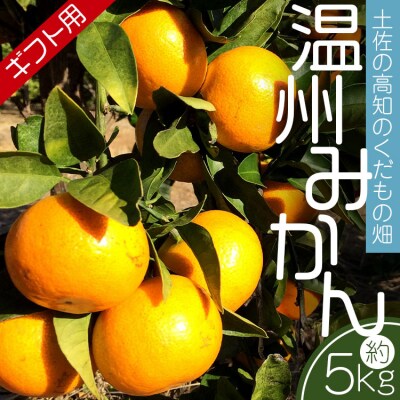 【先行予約】みかん5kg 土佐の高知のくだもの畑 みかん(ギフト用)5kg kd-0026