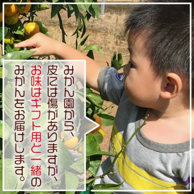 みかん5kg 土佐の高知のくだもの畑 みかん(ギフト用)5kg kd-0026