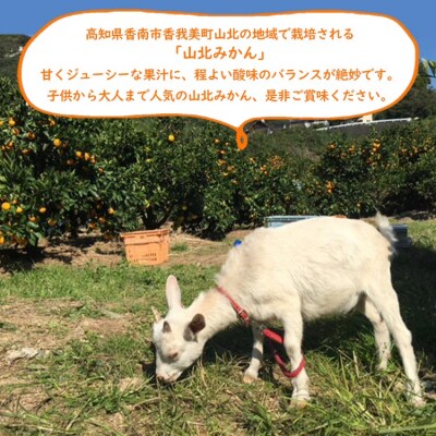 家庭用 山北みかん5kg露地(S～M) 高橋農園 5キロ 糖度 甘い 人気 th-0015