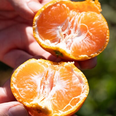 家庭用 山北みかん5kg露地(S～M) 高橋農園 5キロ 糖度 甘い 人気 th-0015