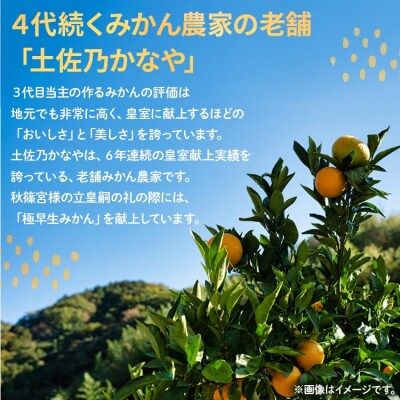 早生みかん(立皇嗣の礼の刻印入桐箱使用)8玉 贈答用 11月配送開始 土佐乃かなや be-0066