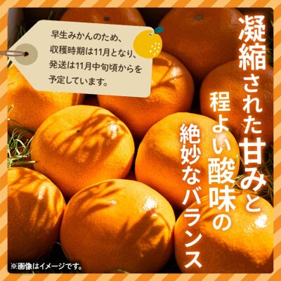 【2026年11月より順次配送】早生みかん(立皇嗣の礼の刻印入桐箱使用)8玉 贈答用 be-0110