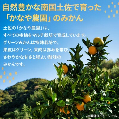 【2026年9月中旬より順次配送】土佐乃かなや マルチ グリーンみかん5kg be-0107