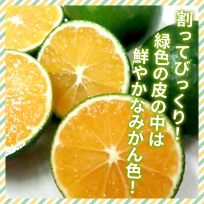【2026年9月中旬より順次配送】土佐乃かなや マルチ グリーンみかん5kg be-0107