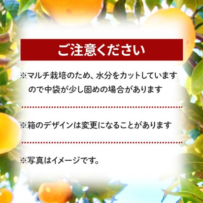 【2026年11月より順次配送】山北みかん3kg 甘い be-0108