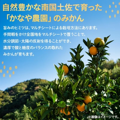 【年末配送可能】山北みかん5kg be-0063