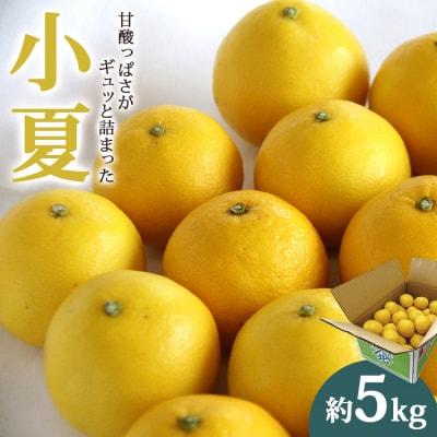 【数量限定】小夏(日向夏)約5kg ku-0033