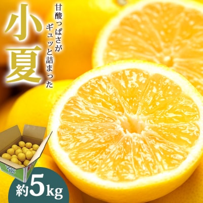 【2027年3月より順次配送分】小夏(日向夏) 約5kg 土佐小夏 高知 ku-0049