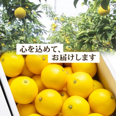 【2027年3月より順次配送分】小夏(日向夏) 約5kg 土佐小夏 高知 ku-0049