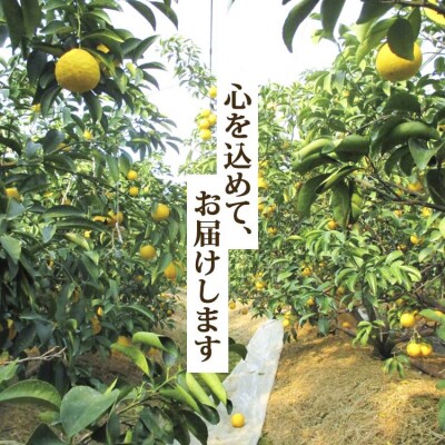【数量限定】小夏(日向夏)約5kg ku-0033