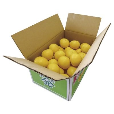 【2026年3月より順次配送分】小夏(日向夏) 約5kg 土佐小夏 高知 ku-0049