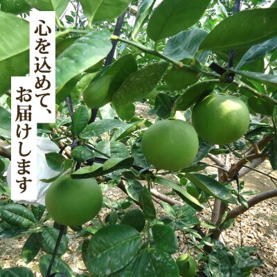 【令和8年9月中旬発送開始】水晶文旦3kg 香南市産 ku-0055