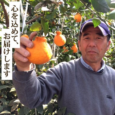 ぽっこり甘く愛らしい デコポン3kg ku-0026