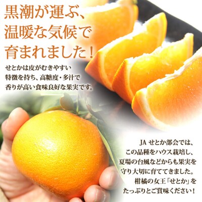【令和9年2月発送開始】とろっとジューシー せとか 8～14玉 - みかん 秀 ku-0057
