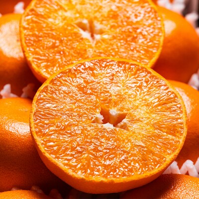 【2027年2月発送】とろっとジューシー せとか 8～14玉 みかん 秀 ku-0057