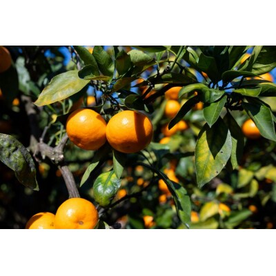 【11月中旬より順次配送】高橋農園 山北みかん3kg(露地・S～M) th-0023