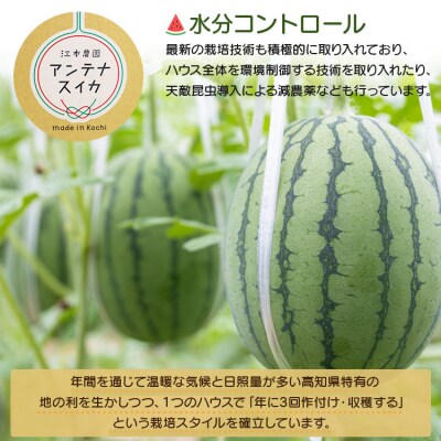 【期間限定】江本農園の11月秋アンテナスイカ2玉 em-0018