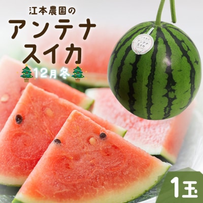 【期間限定】江本農園の12月冬アンテナスイカ1玉 em-0019