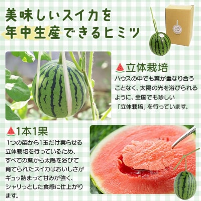 【期間限定】江本農園の12月冬アンテナスイカ1玉 em-0019