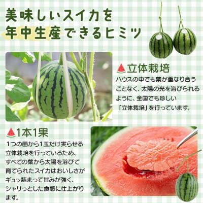 【期間限定】江本農園の12月冬アンテナスイカ2玉 em-0020