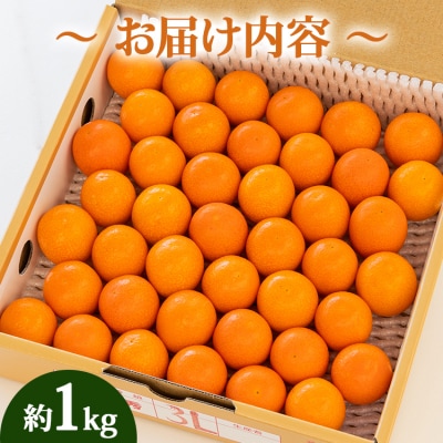 【先行受付】完熟フルーツきんかん 1kg 高知 ku-0032
