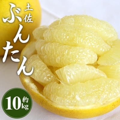 間城農園 土佐文旦10kg (2L～4Lサイズ) - 高知産 土佐文旦 柑橘 ms-0066