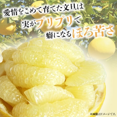間城農園 土佐文旦10kg (2L～4Lサイズ) - 高知産 土佐文旦 柑橘 ms-0066