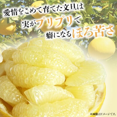 間城農園 土佐文旦10kg (2L～4Lサイズ) - 高知産 土佐文旦 柑橘 ms-0066