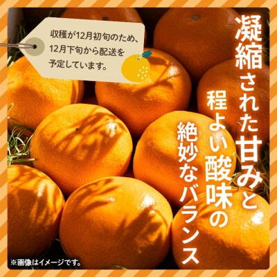 <2026年12月下旬より順次配送>土佐乃かなや 倭香 皇室献上桐箱入り 大玉8玉入 be-0106