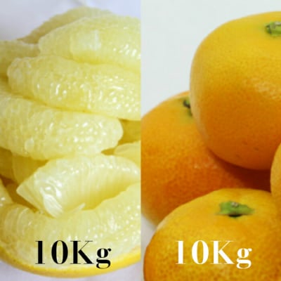 【柑橘定期便】間城農園みかん10kg・土佐文旦10kg2回便 Wms-0059