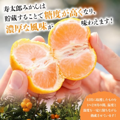 寿太郎(じゅたろう)3kg 甘い完熟みかん 間城農園 糖度 3キロ 人気 ms-0046