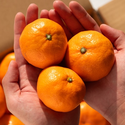 寿太郎(じゅたろう)3kg 甘い完熟みかん 間城農園 ms-0046