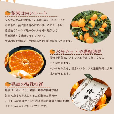 <2027年1月中旬より順次配送>土佐乃かなや 献上みかん「倭香(わか)」2.8kg be-0105