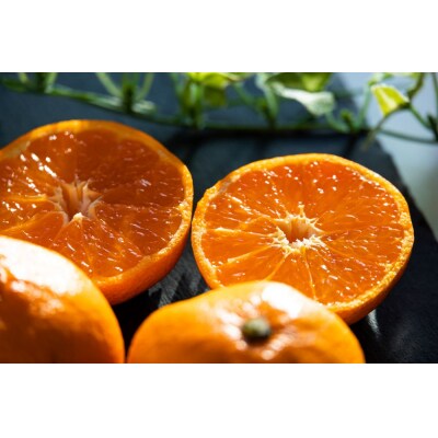 <2027年1月中旬より順次配送>土佐乃かなや 献上みかん「倭香(わか)」2.8kg be-0105