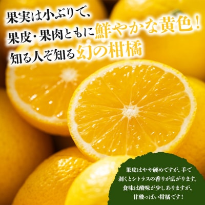 【先行受付】黄金柑 2.5kg 爽やかな香り 間城農園 柑橘 ms-0044