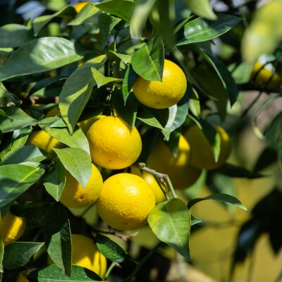 【先行受付】黄金柑 2.5kg 爽やかな香り 間城農園 柑橘 ms-0044