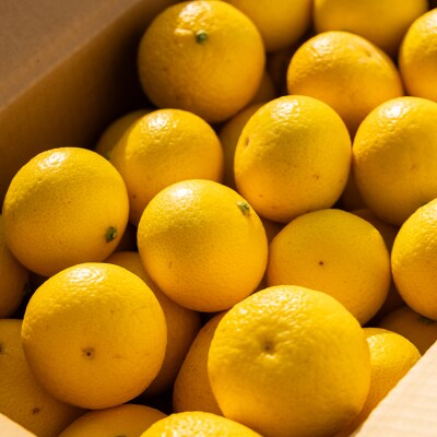 【先行受付】黄金柑 2.5kg 爽やかな香り 間城農園 柑橘 ms-0044