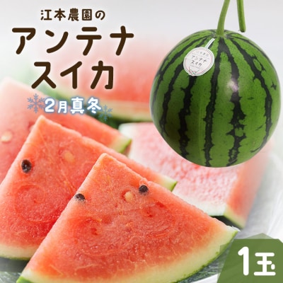 【期間限定】江本農園の2月真冬アンテナスイカ1玉 em-0016