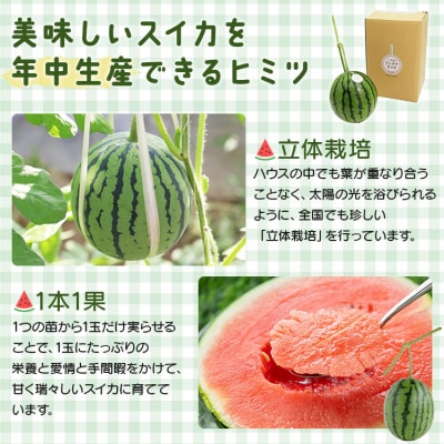 【期間限定】江本農園の2月真冬アンテナスイカ1玉 em-0016