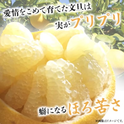 【先行受付】間城農園 土佐文旦 10kg(規格外)(2L～4Lサイズ) ms-0051
