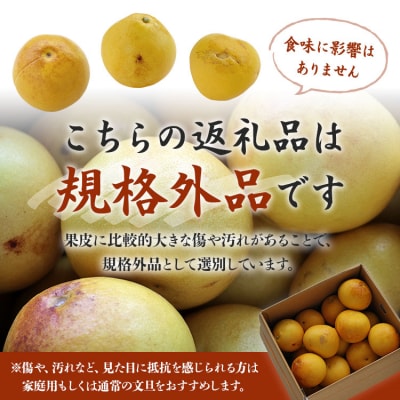 【先行受付】間城農園 土佐文旦 10kg(規格外)(2L～4Lサイズ) ms-0051