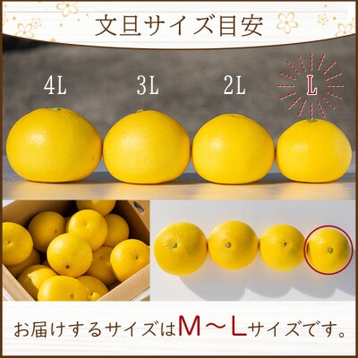 【先行受付】間城農園 土佐文旦 小玉10kg (М～Lサイズ) ms-0081