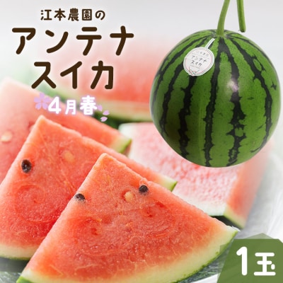 【期間限定】江本農園の4月春アンテナスイカ1玉 em-0022