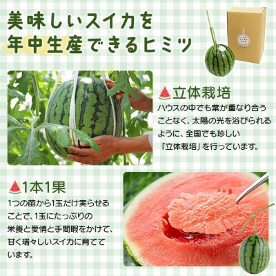 【期間限定】江本農園の4月春アンテナスイカ1玉 em-0022