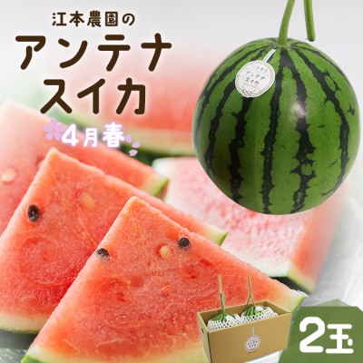 【期間限定】江本農園の4月春アンテナスイカ2玉 em-0023